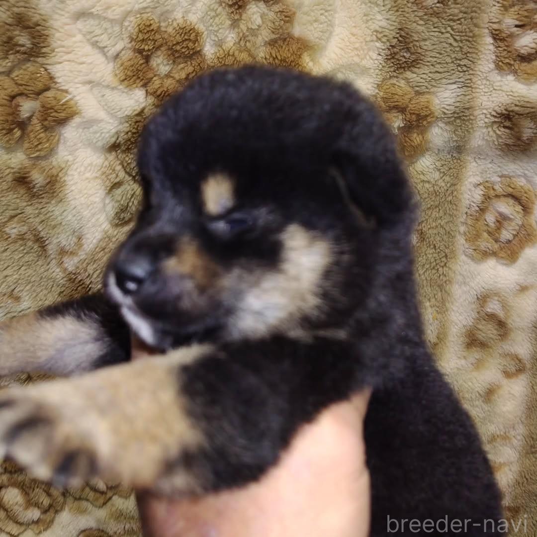 販売中の石川県の柴犬-388547の2枚目